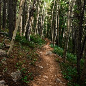 Превью обои тропа, лес, камни, деревья