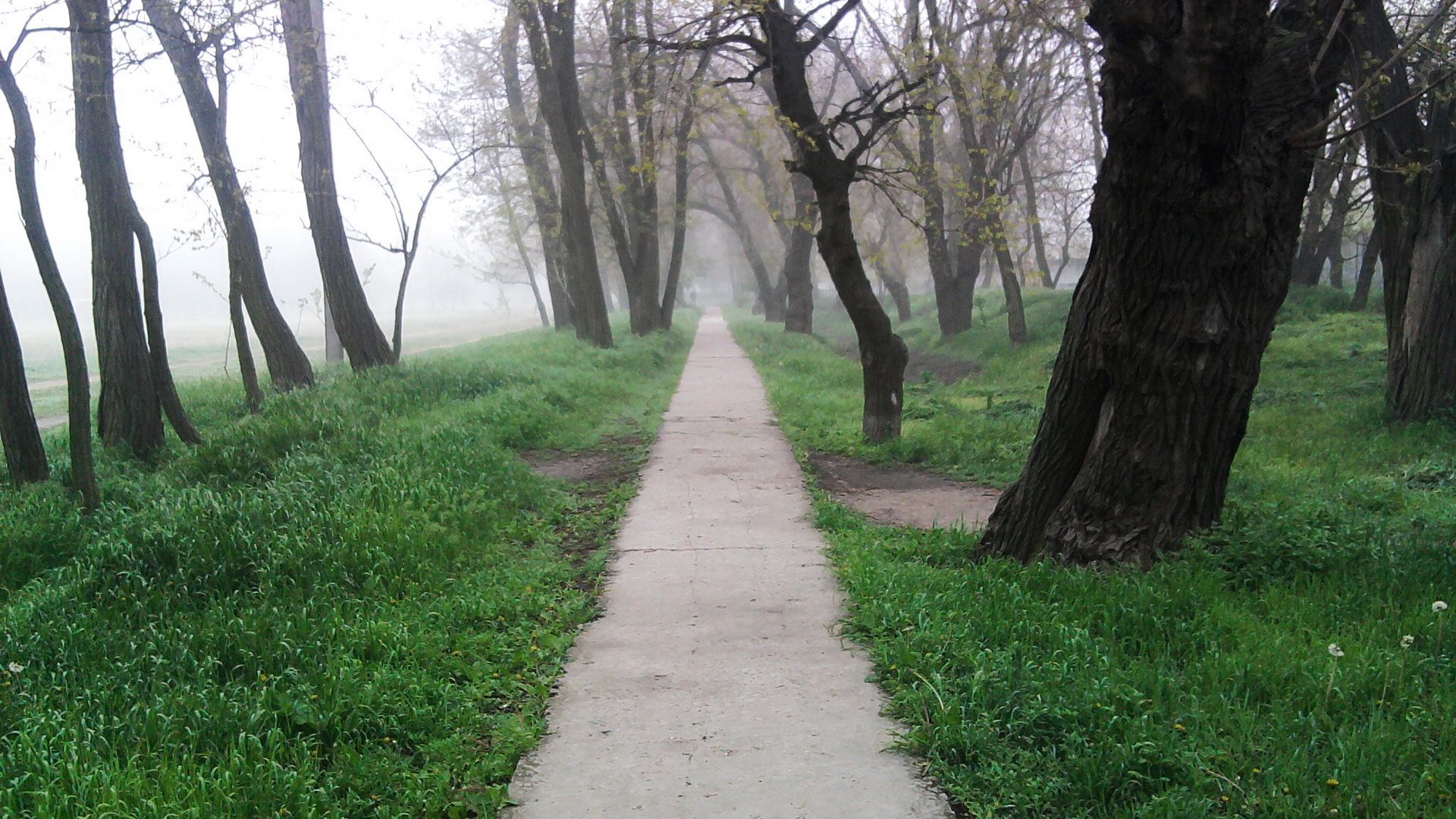 Лесная тоска. Меланхолия. Фото размытого дерева на тропе здоровья. Перу природа обои.