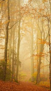 Превью обои тропа, лес, туман, деревья, листья, осень