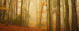Превью обои тропа, лес, туман, деревья, листья, осень