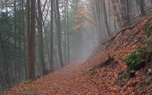 Превью обои тропа, листья, сухой, лес, осень