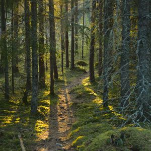 Превью обои тропа, мох, лес, деревья, солнечный свет