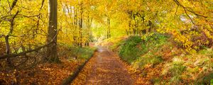 Превью обои тропа, парк, деревья, опавшая листва, осень, природа