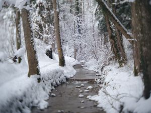 Превью обои тропа, снег, лес, деревья, зима, пейзаж