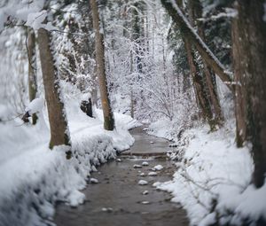 Превью обои тропа, снег, лес, деревья, зима, пейзаж