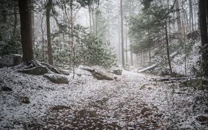 Превью обои тропа, снег, лес, деревья, зима