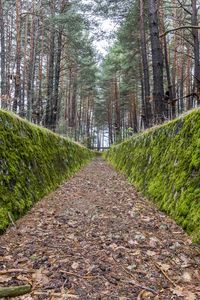 Превью обои тропа, стены, мох, деревья, лес