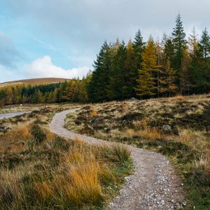 Превью обои тропа, трава, деревья, лес, пейзаж