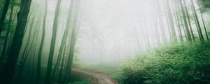 Превью обои тропа, туман, лес, деревья, природа