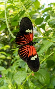 Превью обои тропическая бабочка, бабочка, крылья, узор, растения