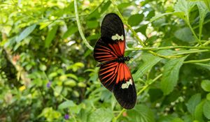 Превью обои тропическая бабочка, бабочка, крылья, узор, растения