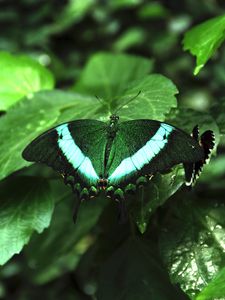 Превью обои тропическая бабочка, бабочка, крылья, узор, растения, зеленый