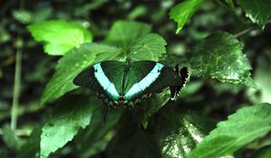 Превью обои тропическая бабочка, бабочка, крылья, узор, растения, зеленый