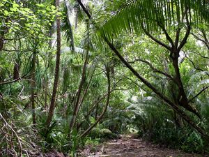 Превью обои тропики, джунгли, лес, растительность деревья