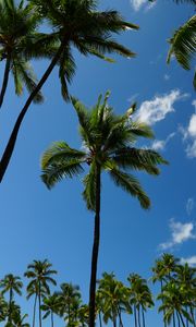Превью обои тропики, пальмы, небо, вид снизу