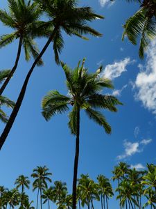 Превью обои тропики, пальмы, небо, вид снизу