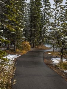 Превью обои тропинка, деревья, ель, снег, заснеженный