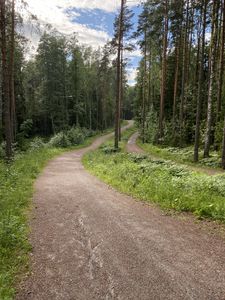 Превью обои тропинка, деревья, лес, трава, небо