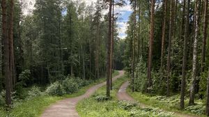 Превью обои тропинка, деревья, лес, трава, небо