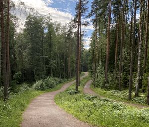 Превью обои тропинка, деревья, лес, трава, небо