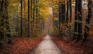 Превью обои тропинка, деревья, осень, парк, природа
