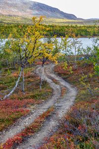 Превью обои тропинка, деревья, озеро, гора, пейзаж