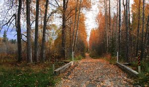 Превью обои тропинка, дорога, осень, деревья