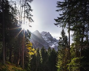 Превью обои тропинка, горы, лучи, деревья, солнце