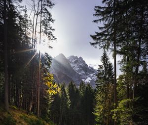 Превью обои тропинка, горы, лучи, деревья, солнце