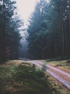Превью обои тропинка, лес, деревья