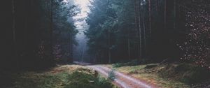 Превью обои тропинка, лес, деревья