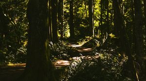 Превью обои тропинка, лес, деревья, кусты, ветки