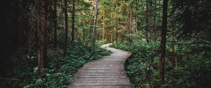 Превью обои тропинка, лес, деревянный, природа
