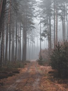 Превью обои тропинка, лес, мрачно