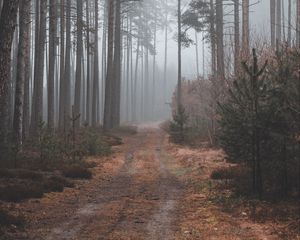 Превью обои тропинка, лес, мрачно