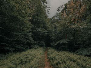 Превью обои тропинка, лес, папоротники, деревья