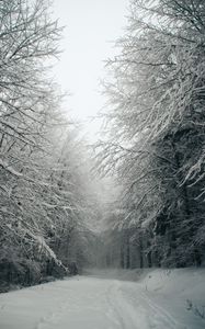 Превью обои тропинка, лес, снег, деревья, зима