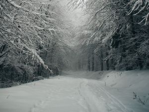 Превью обои тропинка, лес, снег, деревья, зима