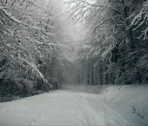 Превью обои тропинка, лес, снег, деревья, зима