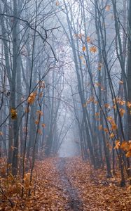 Превью обои тропинка, лес, туман, деревья, осень