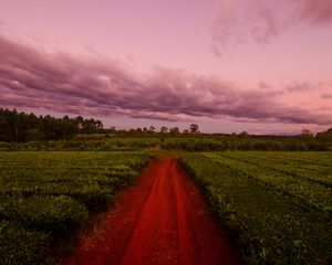 Превью обои тропинка, поле, трава, закат, небо, облака