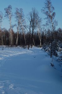 Превью обои тропинка, зима, березы, ели, снег, сумерки