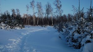 Превью обои тропинка, зима, березы, ели, снег, сумерки