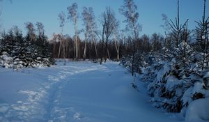 Превью обои тропинка, зима, березы, ели, снег, сумерки