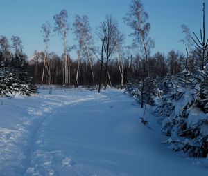 Превью обои тропинка, зима, березы, ели, снег, сумерки