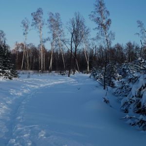 Превью обои тропинка, зима, березы, ели, снег, сумерки