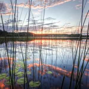 Превью обои тростник, стебли, кувшинки, вода, озеро, облака, небо, отражение, вечер