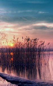 Превью обои тростник, водоем, закат, берег, вечер, ива, дерево, ветви