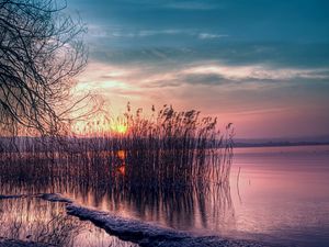 Превью обои тростник, водоем, закат, берег, вечер, ива, дерево, ветви