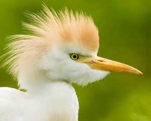 Превью обои цапля, голова, перья, фон, птица